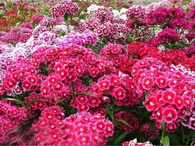 常绿,叶形优美,花色艳丽,且花具芳香,花期长的常夏石竹介绍