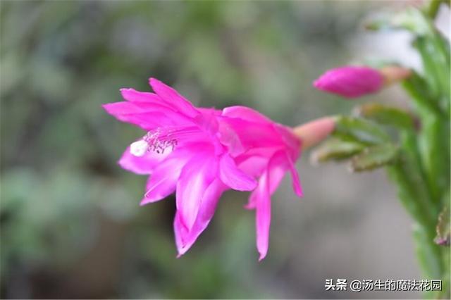 想省心养花？养盆蟹爪兰，不经意之间，枝叶上头冒出红色尖尖角