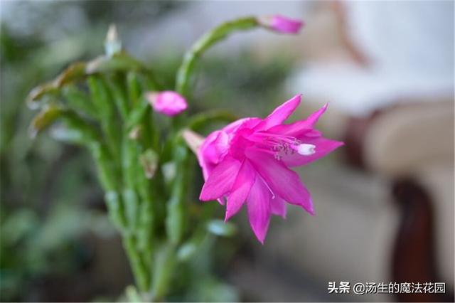 想省心养花？养盆蟹爪兰，不经意之间，枝叶上头冒出红色尖尖角