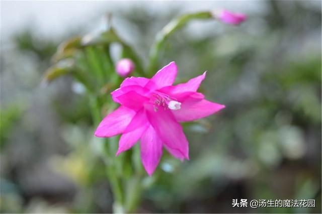 想省心养花？养盆蟹爪兰，不经意之间，枝叶上头冒出红色尖尖角