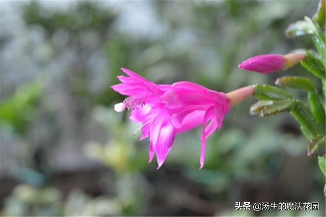 想省心养花？养盆蟹爪兰，不经意之间，枝叶上头冒出红色尖尖角