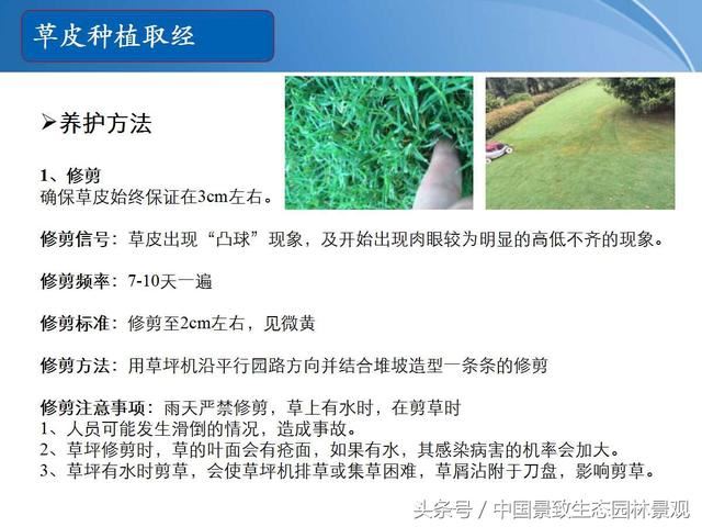 园林绿化景观草皮种植总结篇