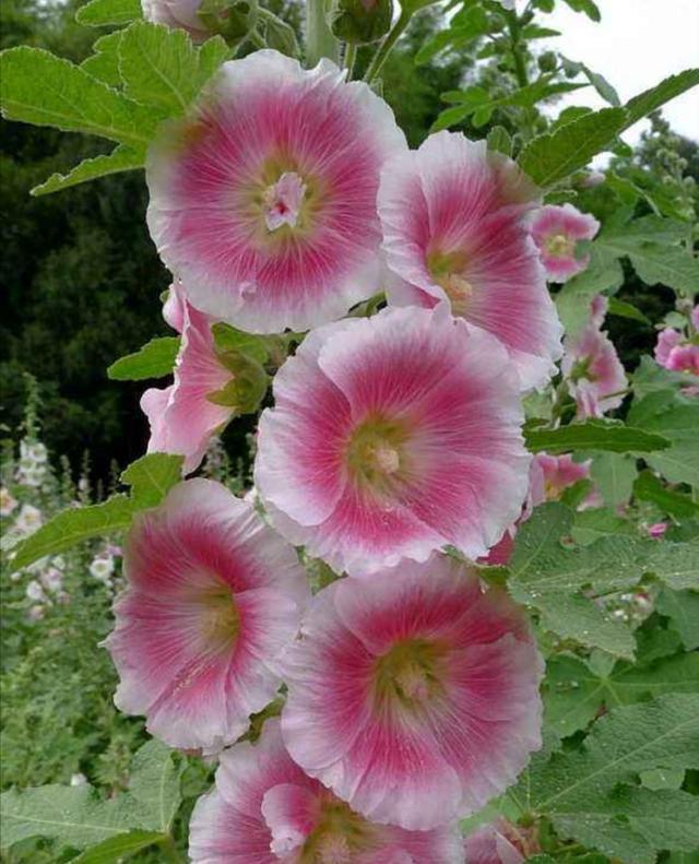 农村路边常见的1种花，能长2米高，开花美艳，花期又长