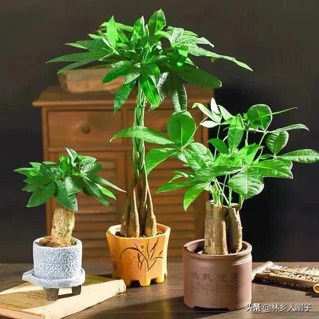 夏季高温来袭，8种花千万不能多浇水，小心浇1棵烂1棵！