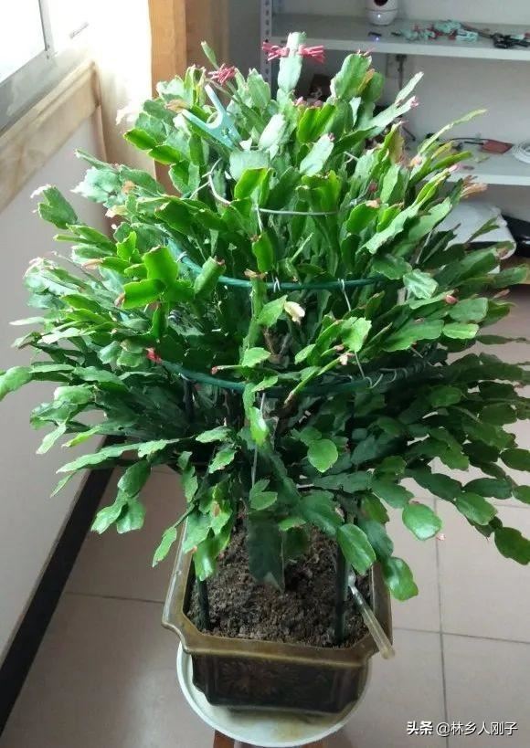 夏季高温来袭，8种花千万不能多浇水，小心浇1棵烂1棵！