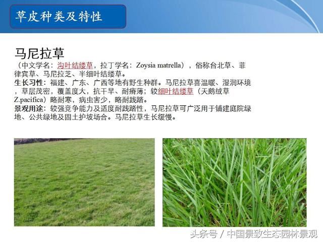 园林绿化景观草皮种植总结篇