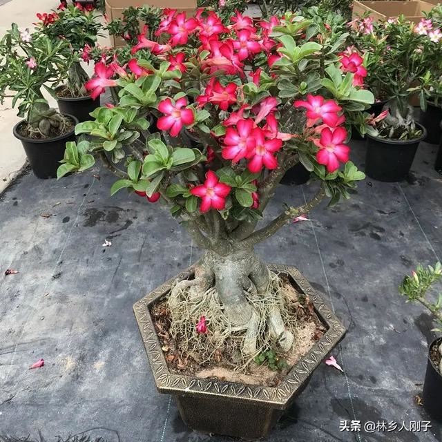 夏季高温来袭，8种花千万不能多浇水，小心浇1棵烂1棵！