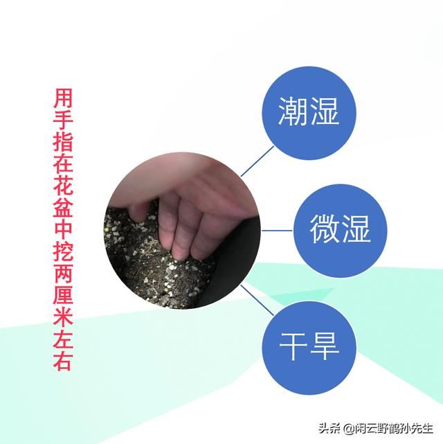 不再把花养死的3项基础知识，浇水、土壤、光照的相关经验分享