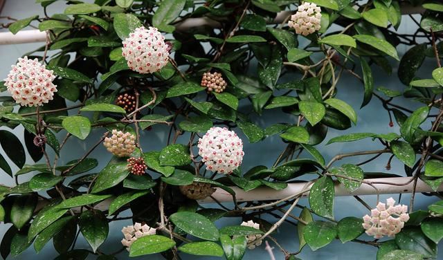 这几种花味清甜的“香水花”，居家栽一盆，提神醒脑、静心安神