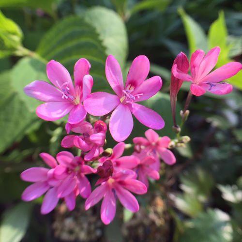 小苍兰:其实我也想开花，可是你根本不了解我，我没办法开花