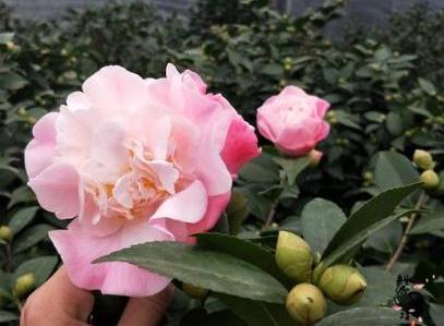 北方养茶花不好养？试试此“品种”，每到冬季必开花，四季好养
