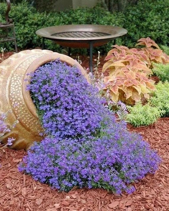 花钵——庭院花园里移动的花境！