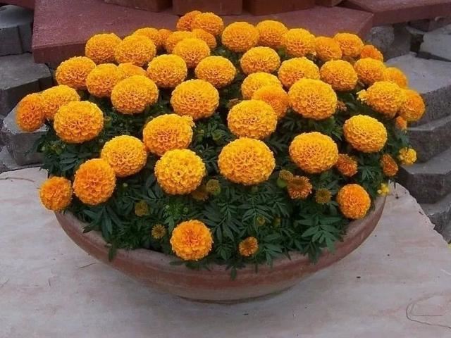 花钵——庭院花园里移动的花境！