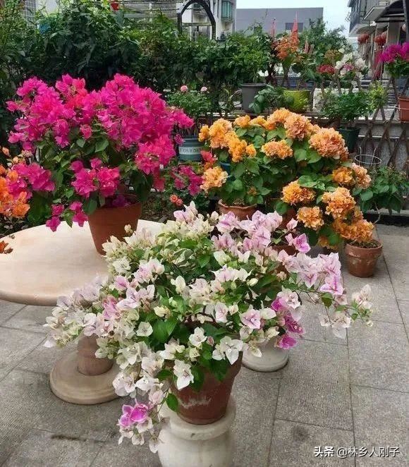 夏季高温来袭，8种花千万不能多浇水，小心浇1棵烂1棵！