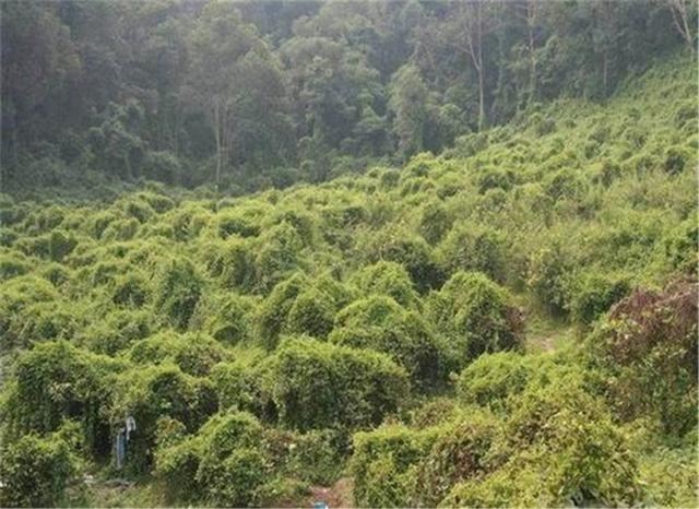 引进中国百年的物种，花了80年终于泛滥成灾，深圳成“重灾区”