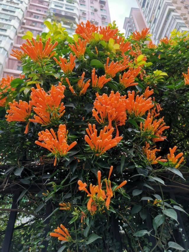 花花世界：新春时节，有一种花是必不可少的