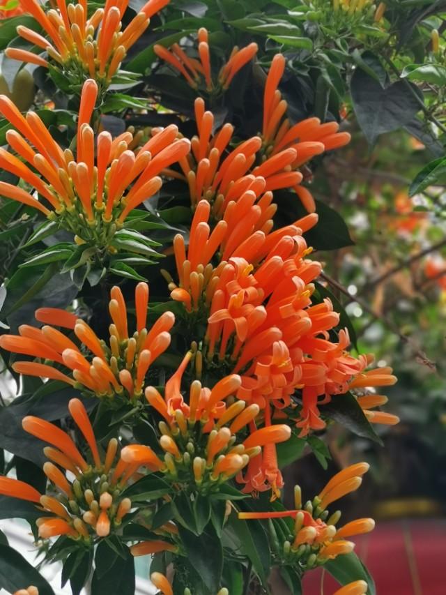 花花世界：新春时节，有一种花是必不可少的