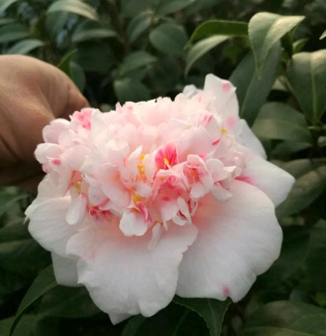 茶花盆栽的叶片干枯变卷了还有救吗？看到茶花叶片真是一言难尽