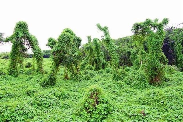 引进中国百年的物种，花了80年终于泛滥成灾，深圳成“重灾区”