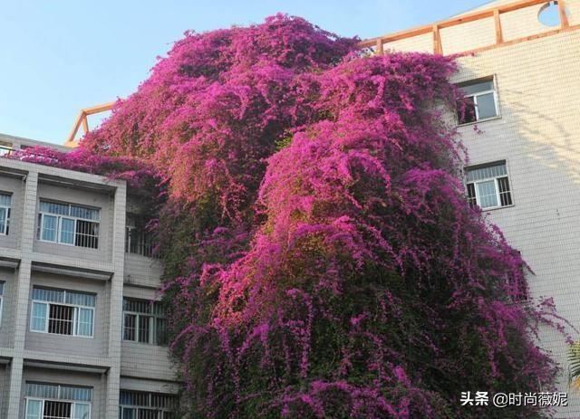 鸟语花香，吵醒了“三角梅”，来点阳光晒一下，冒新芽长新枝