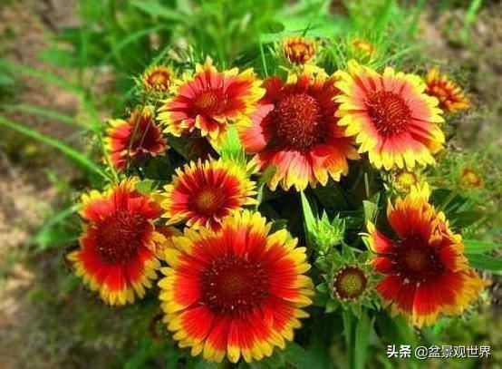 老辈人养花诀窍：牢记4句'谚语'新手盆栽植物轻松搞定难题