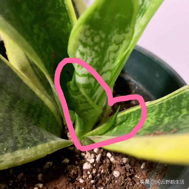 缓苗：新购花草和移栽上盆的必须步骤。——关于缓苗的6点说明