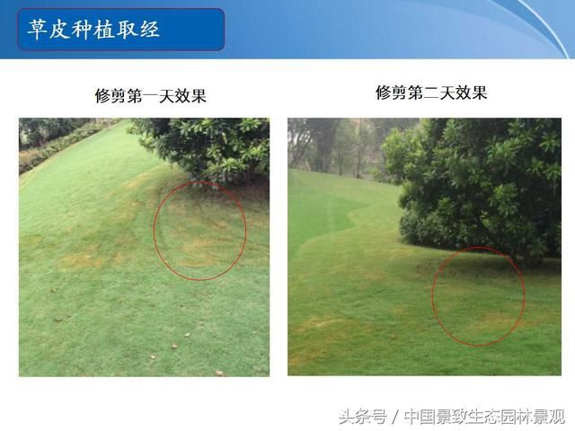 园林绿化景观草皮种植总结篇
