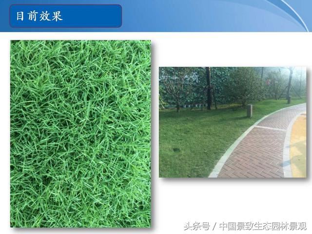 园林绿化景观草皮种植总结篇