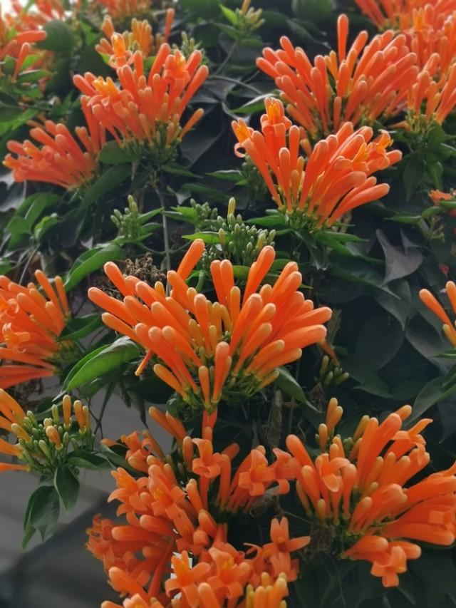 花花世界：新春时节，有一种花是必不可少的