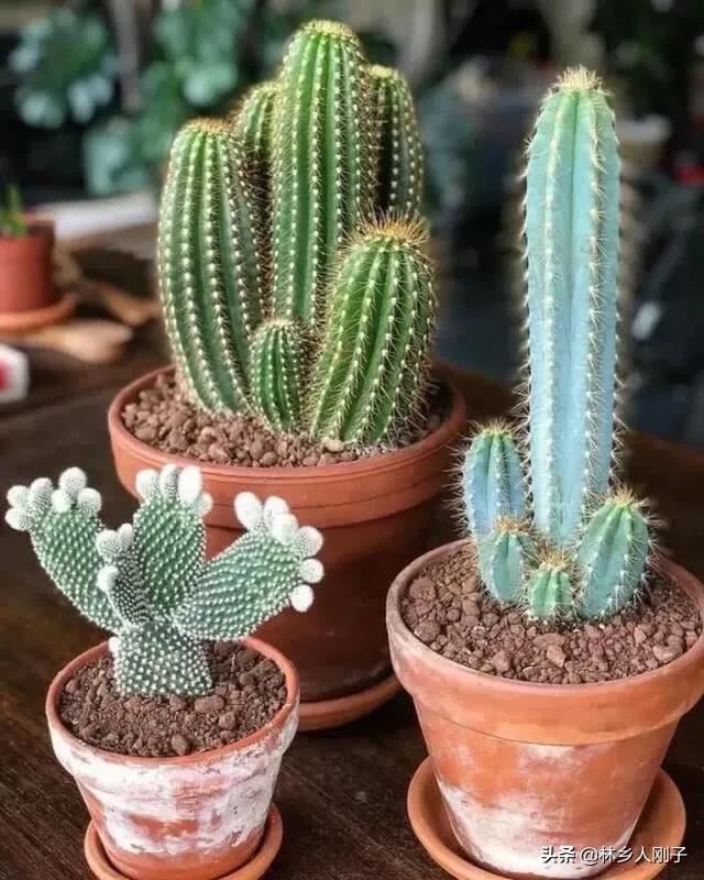 夏季高温来袭，8种花千万不能多浇水，小心浇1棵烂1棵！
