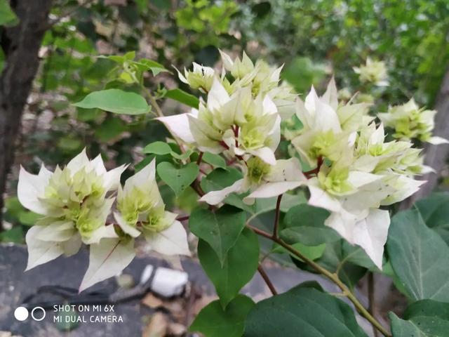 养三角梅养出了精神病，来看看三角梅长出来的是花芽还是叶芽？