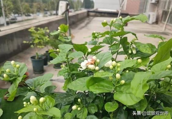 老辈人养花诀窍：牢记4句'谚语'新手盆栽植物轻松搞定难题