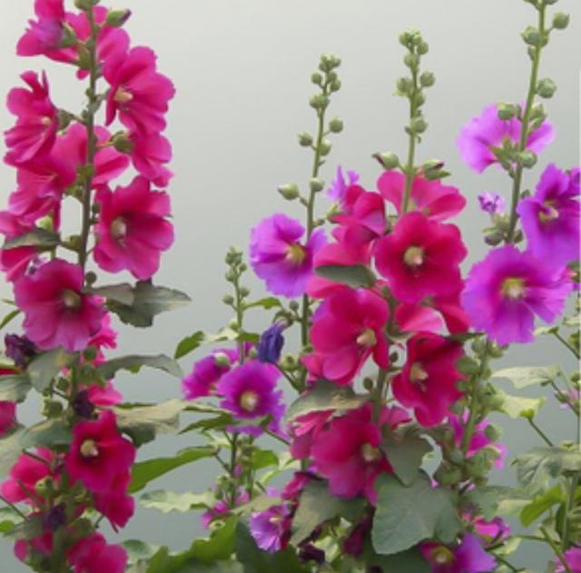 农村路边常见的1种花，能长2米高，开花美艳，花期又长