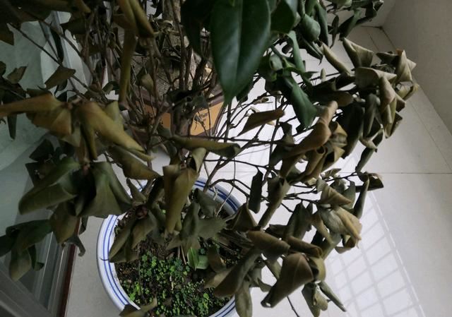 茶花盆栽的叶片干枯变卷了还有救吗？看到茶花叶片真是一言难尽