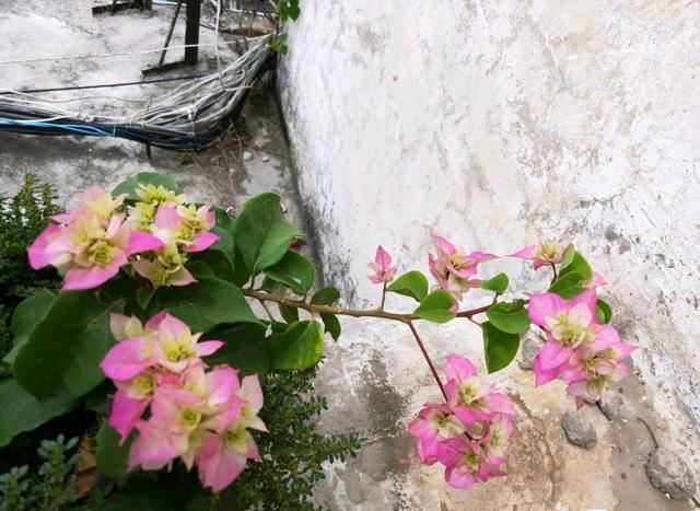 养三角梅养出了精神病，来看看三角梅长出来的是花芽还是叶芽？