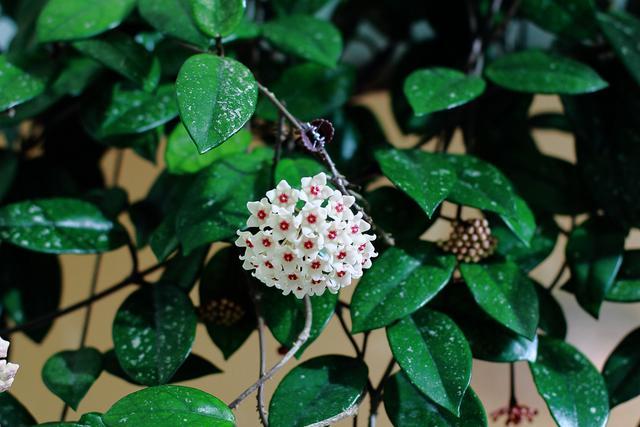 这几种花味清甜的“香水花”，居家栽一盆，提神醒脑、静心安神