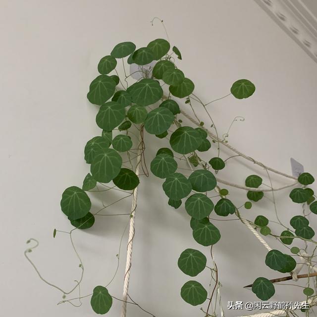 不再把花养死的3项基础知识，浇水、土壤、光照的相关经验分享