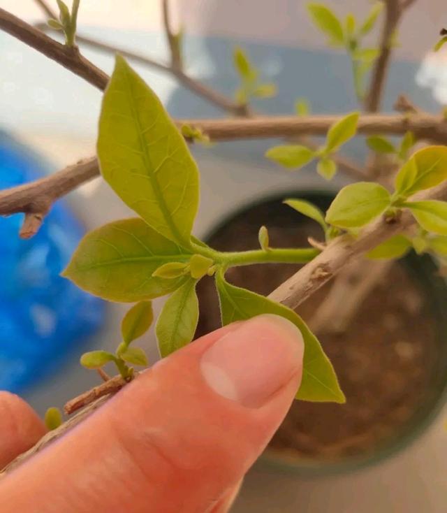 养三角梅养出了精神病，来看看三角梅长出来的是花芽还是叶芽？