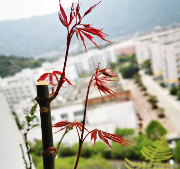 新买的花，不给它缓苗，就等着收空盆吧！