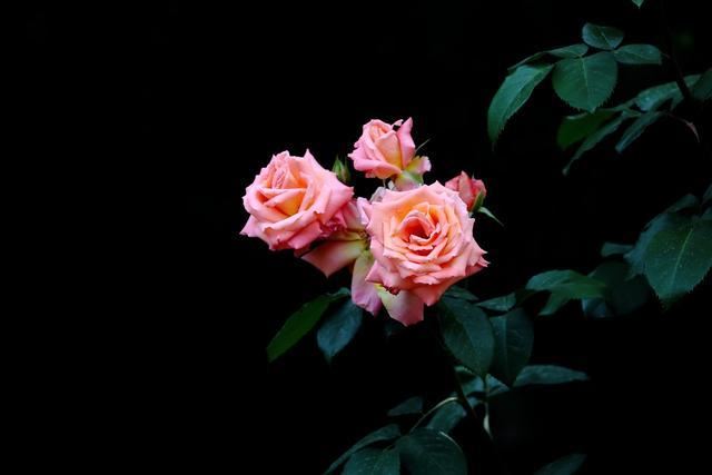 这几种花味清甜的“香水花”，居家栽一盆，提神醒脑、静心安神