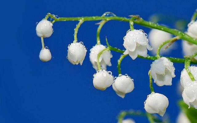 这几种花味清甜的“香水花”，居家栽一盆，提神醒脑、静心安神