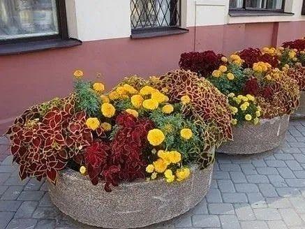 花钵——庭院花园里移动的花境！