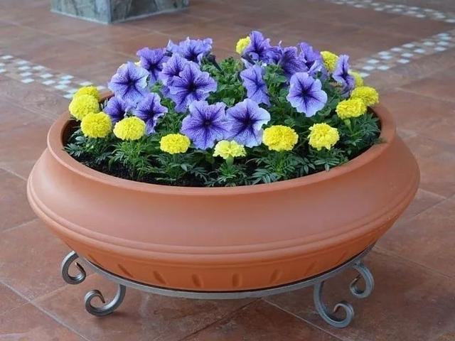 花钵——庭院花园里移动的花境！
