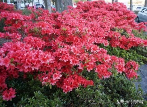 鸟语花香，吵醒了“三角梅”，来点阳光晒一下，冒新芽长新枝