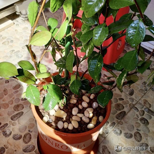 缓苗：新购花草和移栽上盆的必须步骤。——关于缓苗的6点说明