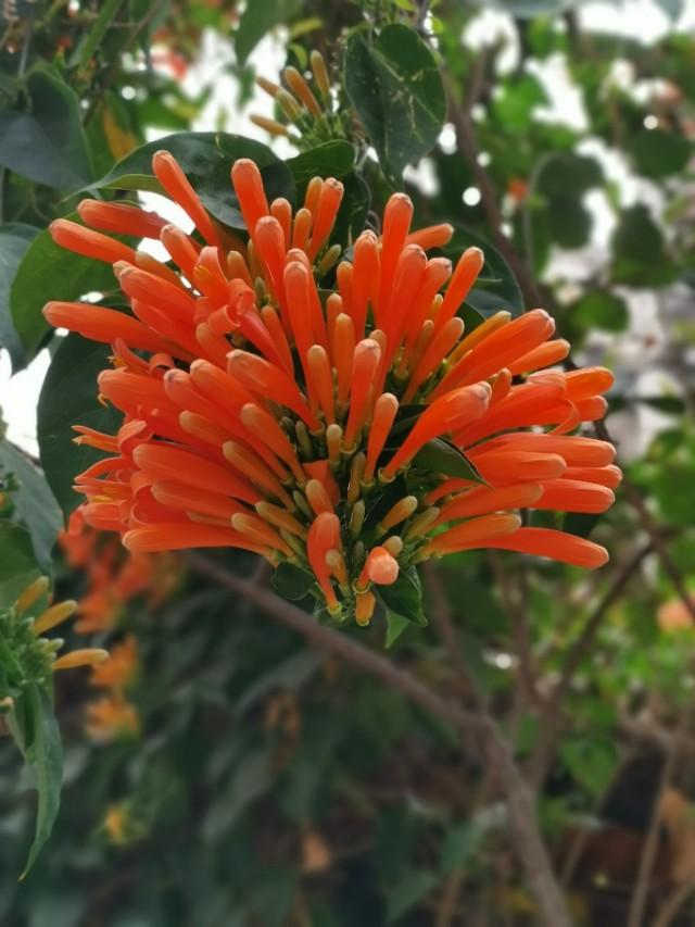 花花世界：新春时节，有一种花是必不可少的