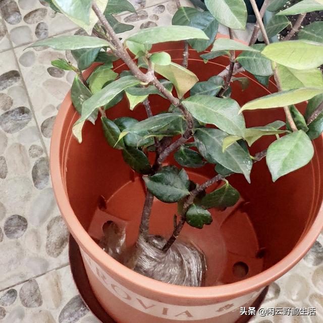 缓苗：新购花草和移栽上盆的必须步骤。——关于缓苗的6点说明