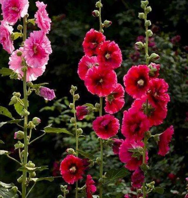农村路边常见的1种花，能长2米高，开花美艳，花期又长