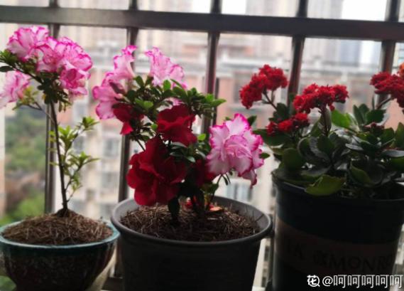 新买的花，不给它缓苗，就等着收空盆吧！