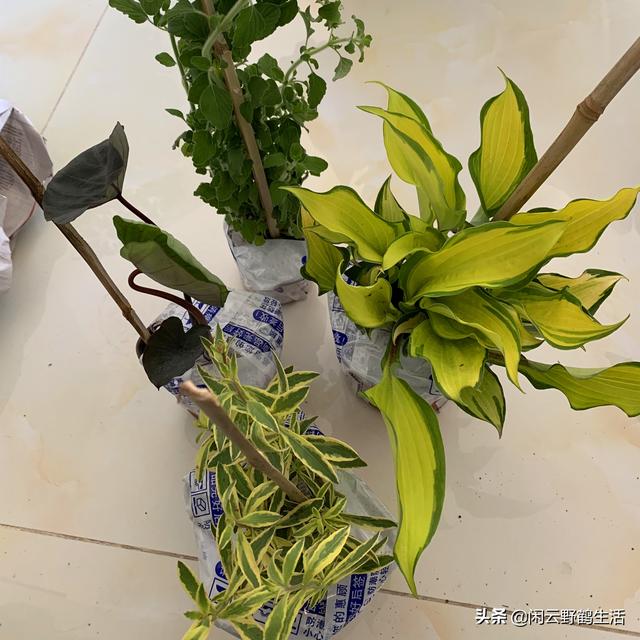 缓苗：新购花草和移栽上盆的必须步骤。——关于缓苗的6点说明